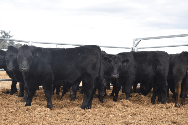 Weaned Steers 8.png