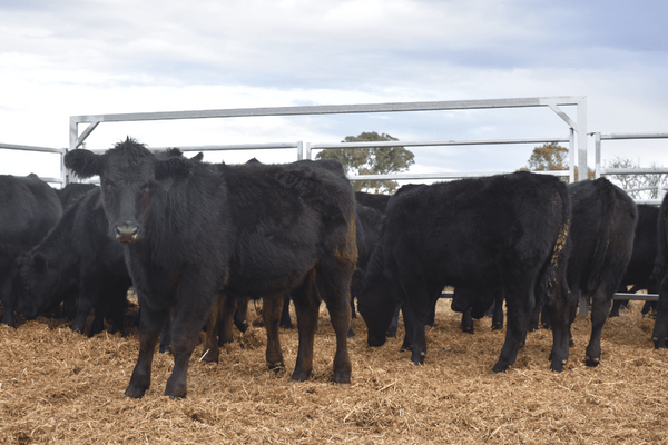 Weaned Steers 7.png