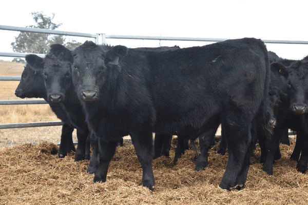 Weaned Steers 6.png