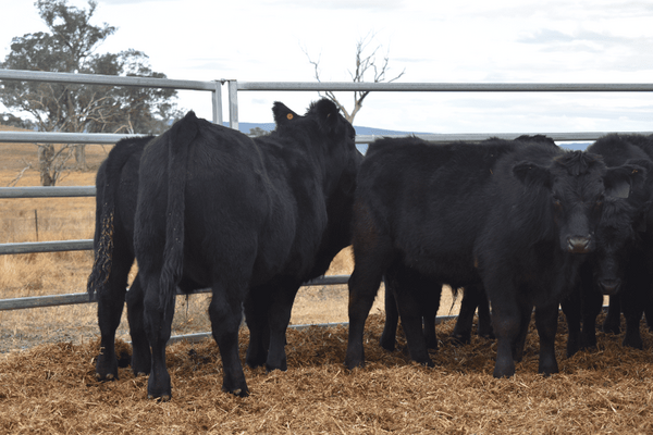 Weaned Steers 5.png