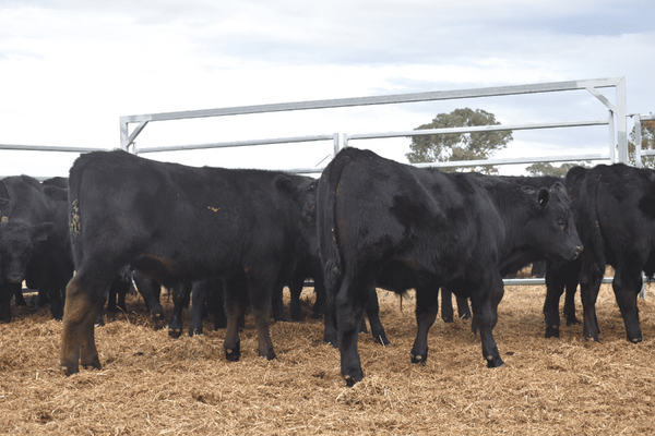 Weaned Steers 4.png