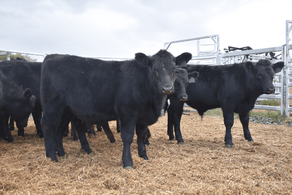 Weaned Steers 3.png