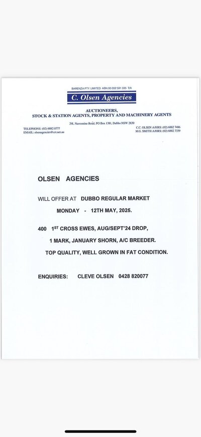 Dubbo Sheep Sale 2.jpg Dubbo Sheep Sale 2.jpg
