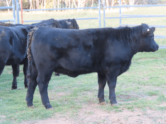 Weaned Heifers.png