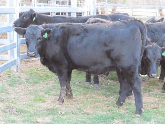 Weaned Heifers 2.png