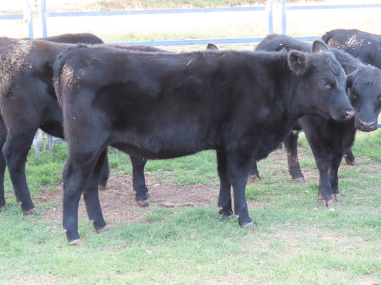 Weaned Heifers 14.png