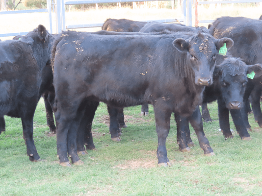 Weaned Heifers 12.png