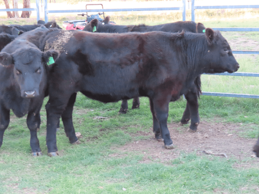 Weaned Heifers 11.png