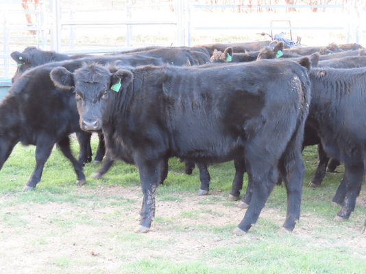 Weaned Heifers 10.png