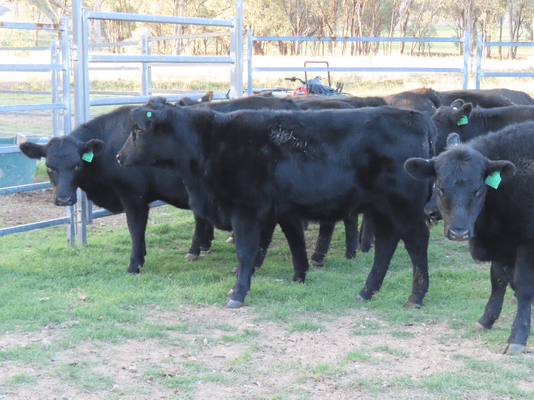 Weaned Heifers 9.png