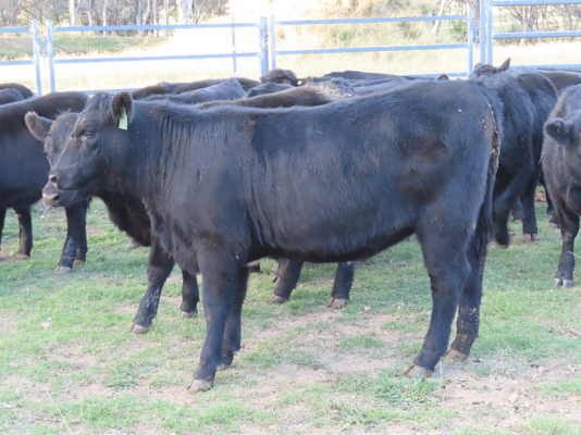 Weaned Heifers 8.png