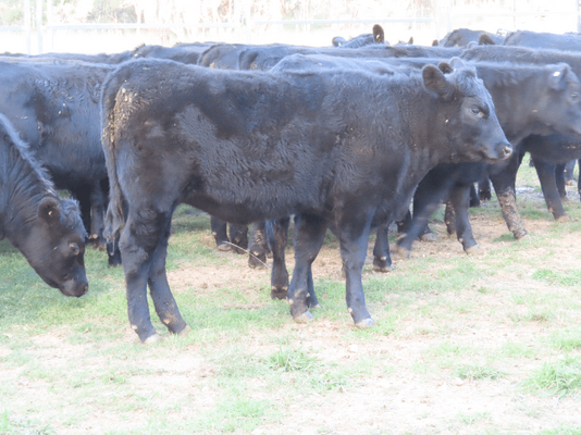Weaned Heifers 7.png