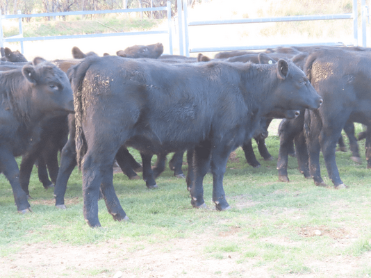 Weaned Heifers 6.png