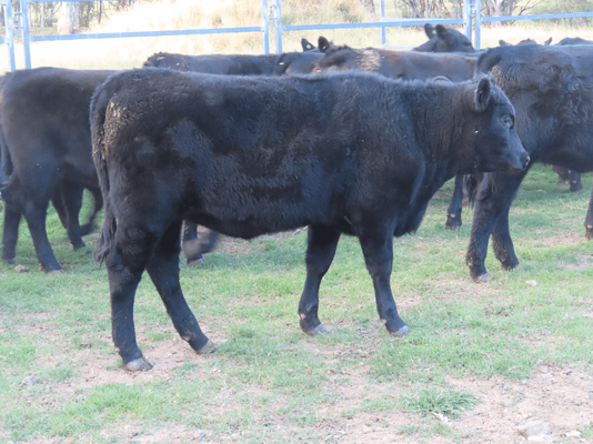 Weaned Heifers 5.png