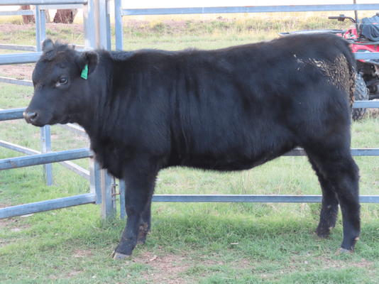 Weaned Heifers 4.png
