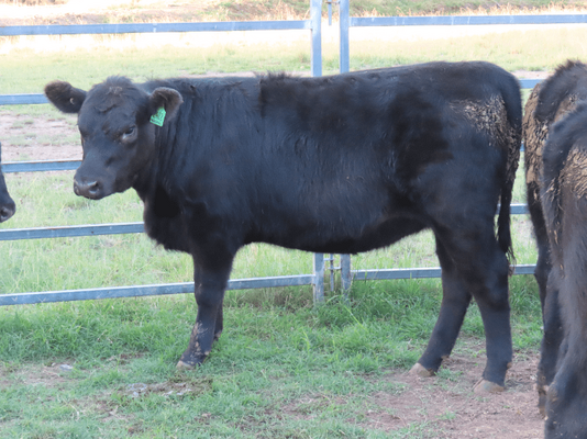 Weaned Heifers 3.png