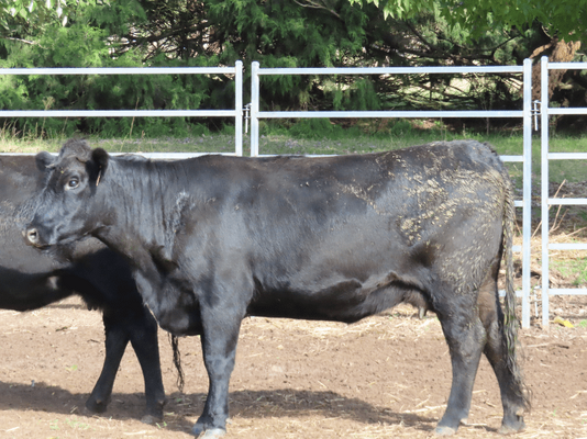 PTIC Cows .png