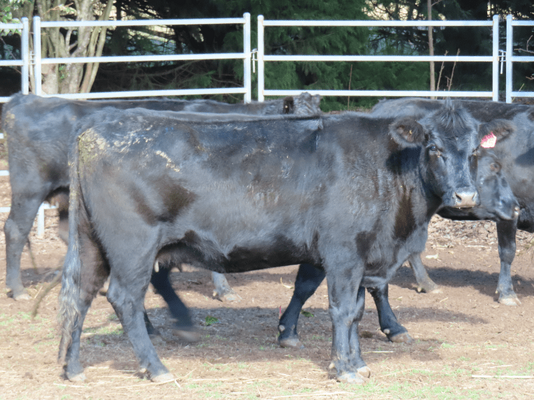 PTIC Cows 2.png