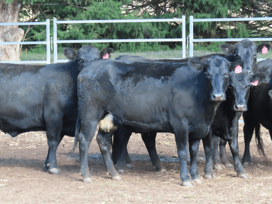 PTIC Cows 15.png