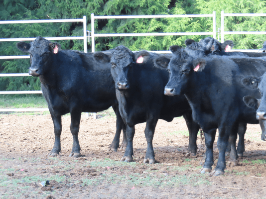 PTIC Cows 14.png