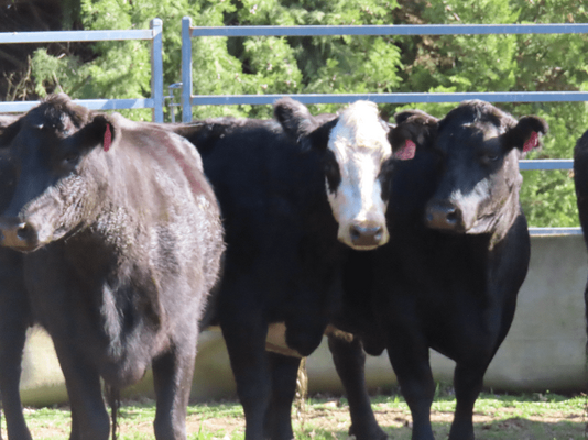 PTIC Cows 13.png