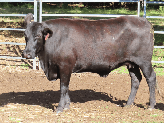 PTIC Cows 12.png