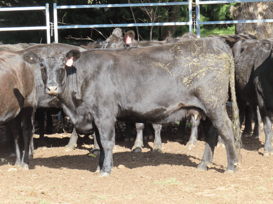 PTIC Cows 11.png