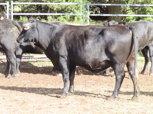 PTIC Cows 9.png