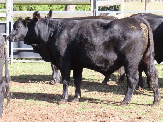 PTIC Cows 8.png