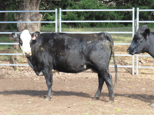 PTIC Cows 7.png