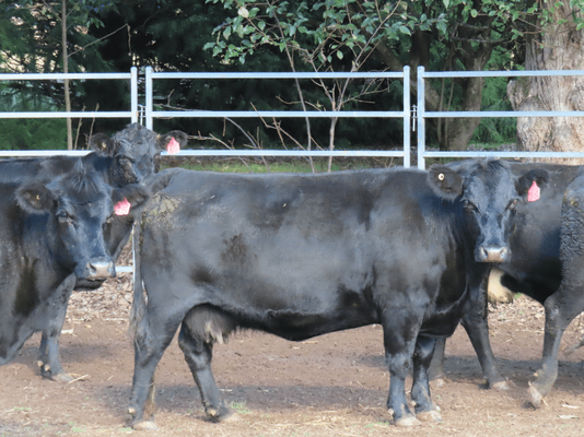 PTIC Cows 6.png