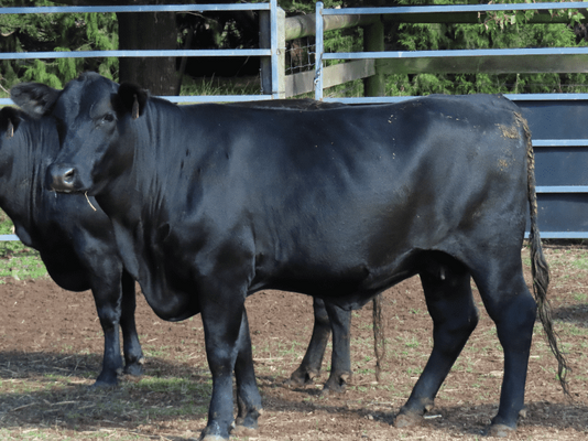PTIC Cows 5.png