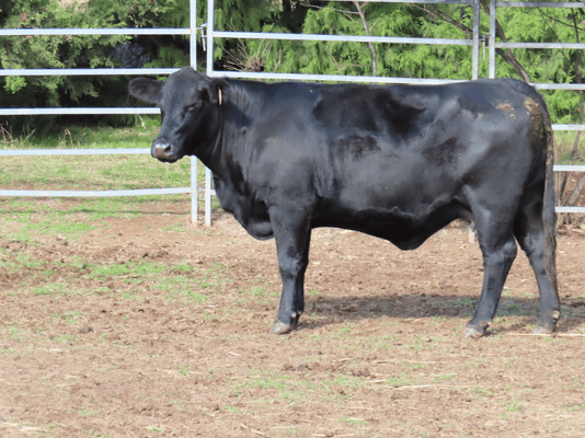 PTIC Cows 4.png