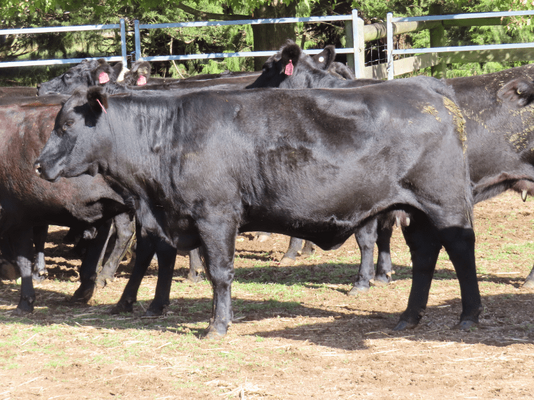 PTIC Cows 3.png