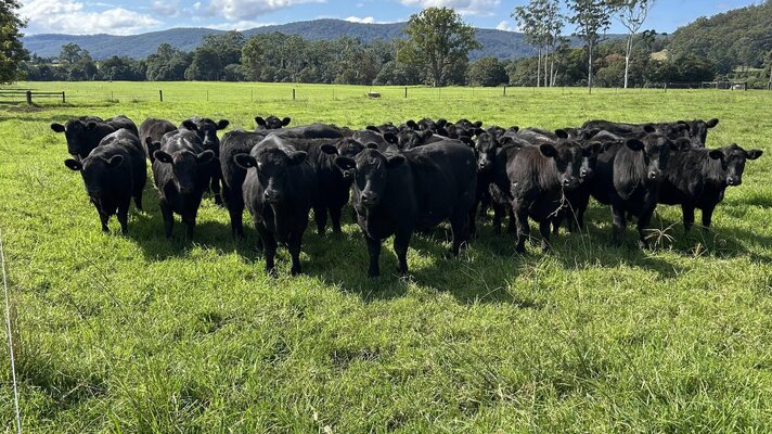 Macksville Wenaer Sale.jpg