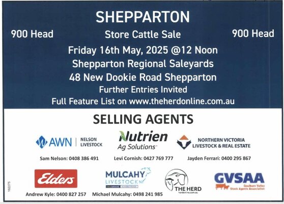 Shepparton Store Cattle Sale.jpg Shepparton Store Cattle Sale.jpg