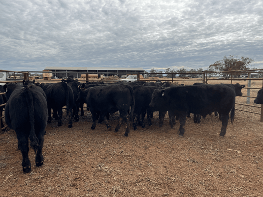 Weaned Steers 2.png