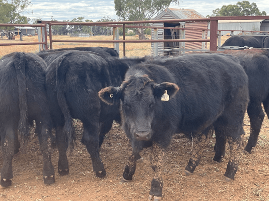 Weaned Steers 12.png
