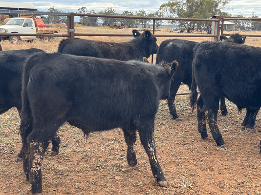 Weaned Steers 10.png