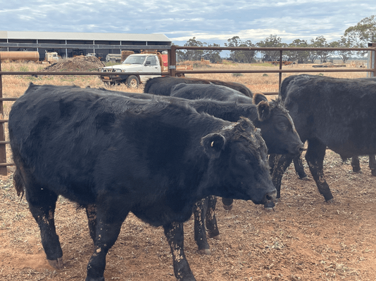 Weaned Steers 9.png