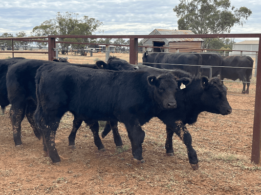 Weaned Steers 8.png