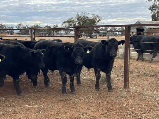 Weaned Steers 7.png