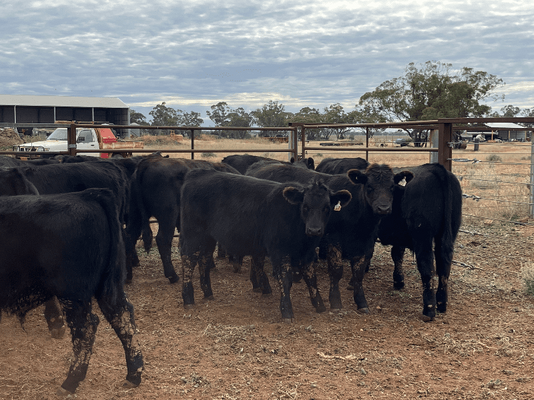 Weaned Steers 5.png