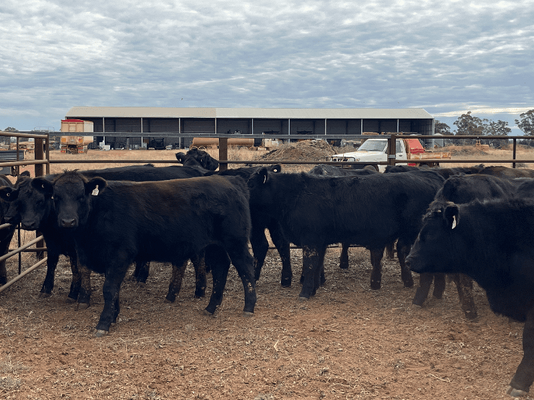 Weaned Steers 4.png