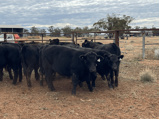 Weaned Steers 3.png