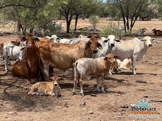 Stockplace Brahman Cows & Cales .jpeg