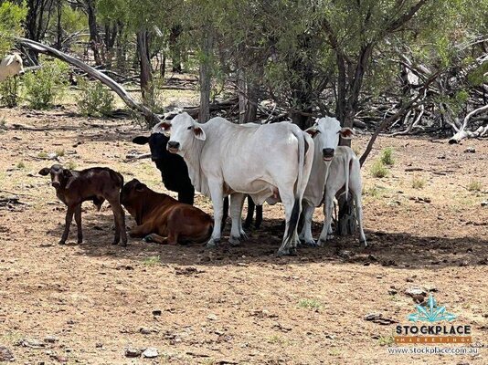 Stockplace Brahman Cows & Cales 2.jpeg