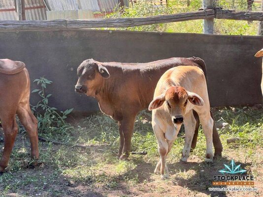 Stockplace Brahman Cows & Calves 17.jpeg