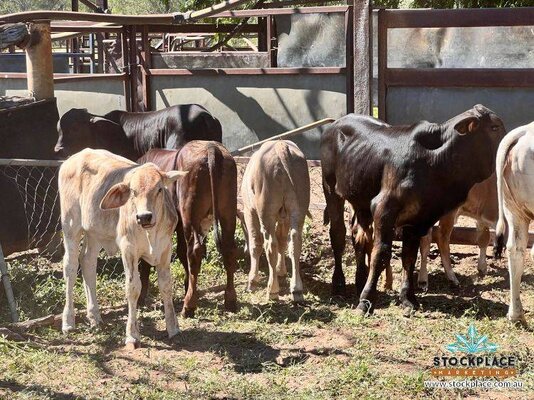 Stockplace Brahman Cows & Calves 16.jpeg