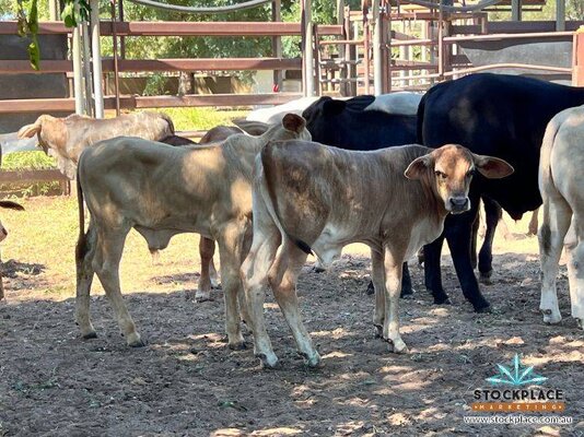 Stockplace Brahman Cows & Calves 14.jpeg